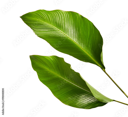 Obraz na płótnie Calathea foliage, Exotic tropical leaf, Large green leaf, isolated on white back