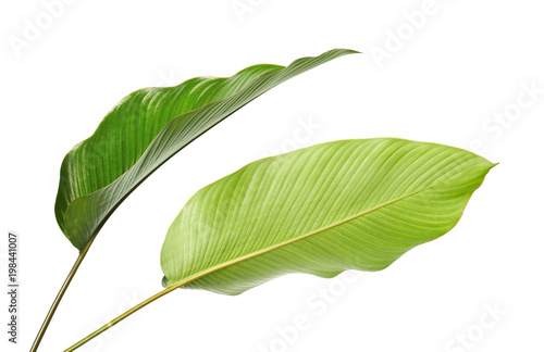 Calathea foliage  Exotic tropical leaf  Large green leaf  isolated on white background with clipping path