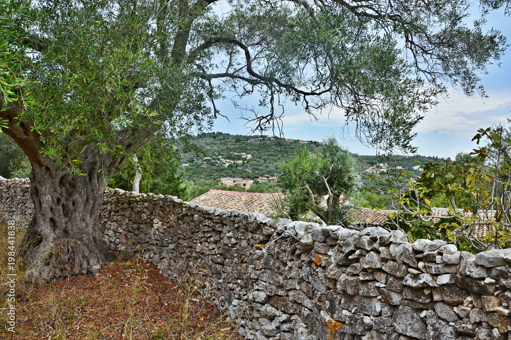 Greece,island Paxos-view from the olive orchard