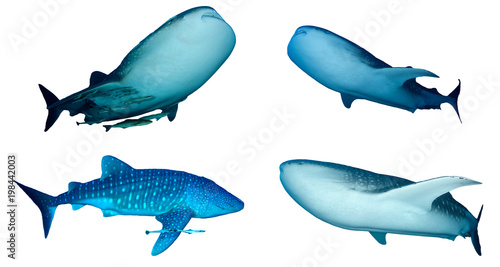 Whale Sharks isolated on white background