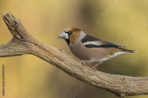 Фотография Hawfinch, Coccothraustes coccothraustes
