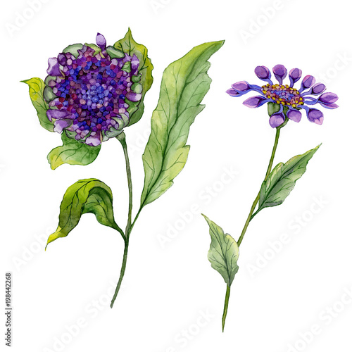 Beautiful purple osteospermum (South African daisy) flower on a stem with green leaves. Isolated on white background. Set of two exotic flowers. Watercolor painting.