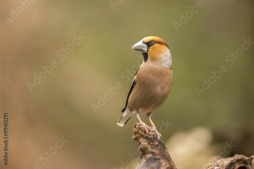 Hawfinch, Coccothraustes coccothraustes © Gert Hilbink