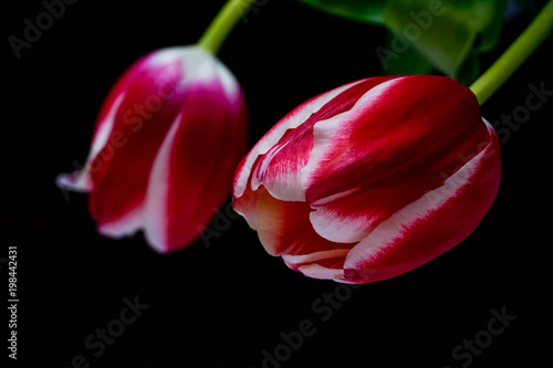 two pink buds with white tulips on black background closeup #198442431