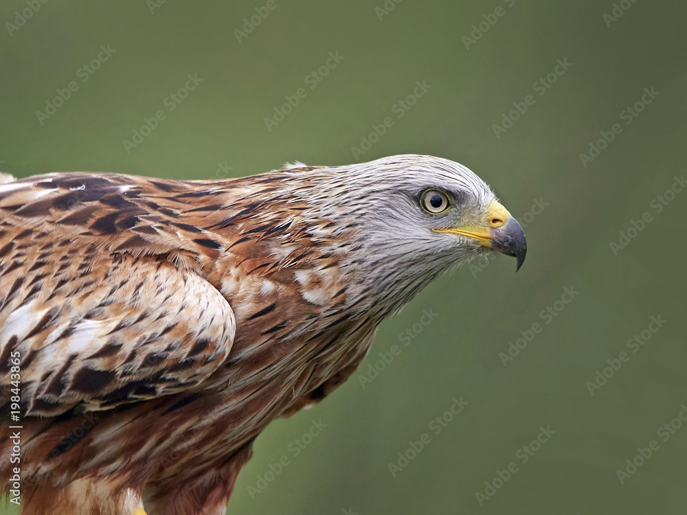 Red kite (Milvus milvus) Red kite (Milvus milvus)