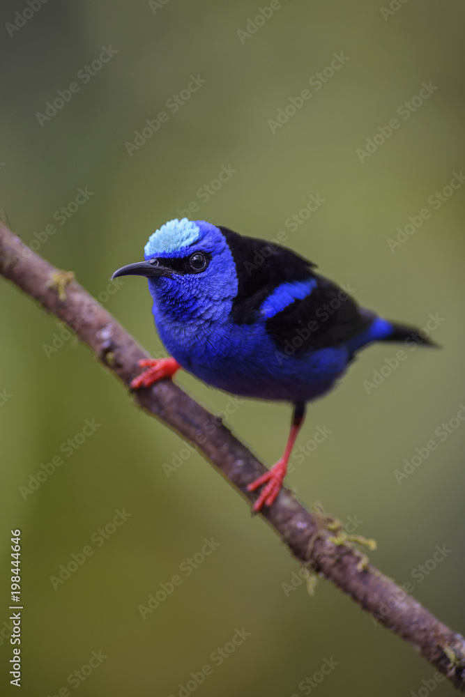 Red-legged Honeycreeper - Cyanerpes cyaneus, beatiful small blue red legged honeycreeper from Costa Rica. Red-legged Honeycreeper - Cyanerpes cyaneus, beatiful small blue red legged honeycreeper from Costa Rica.