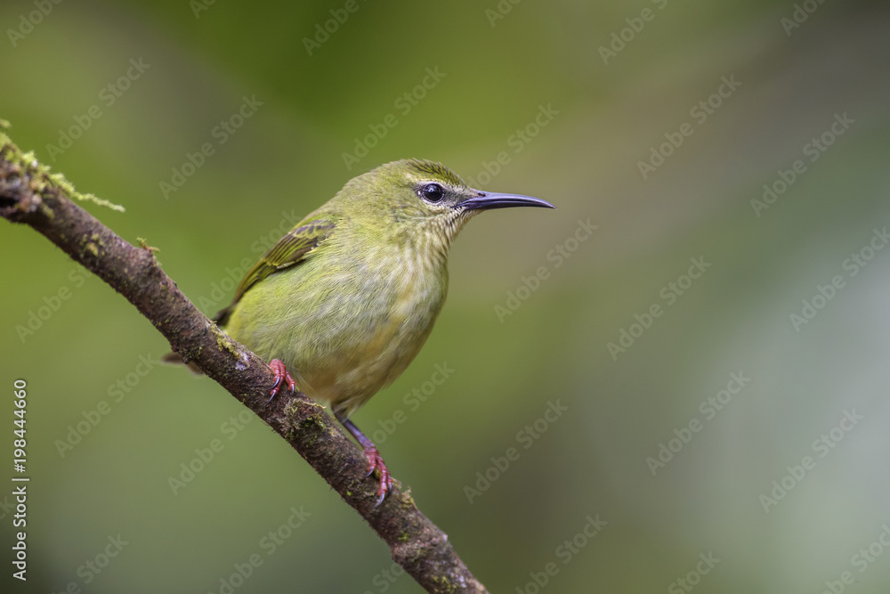 Fototapeta premium Red-legged Honeycreeper - Cyanerpes cyaneus, beatiful small blue red legged honeycreeper from Costa Rica.