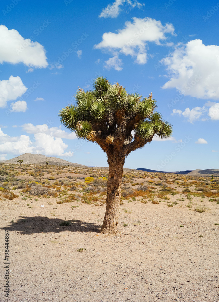 Yucca / Joshua Tree im Death Valley