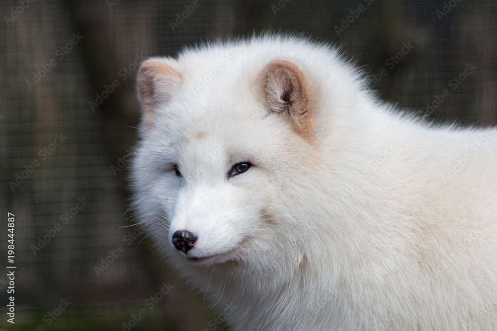 Obraz premium Renard polaire pelage d'hiver en gros plan