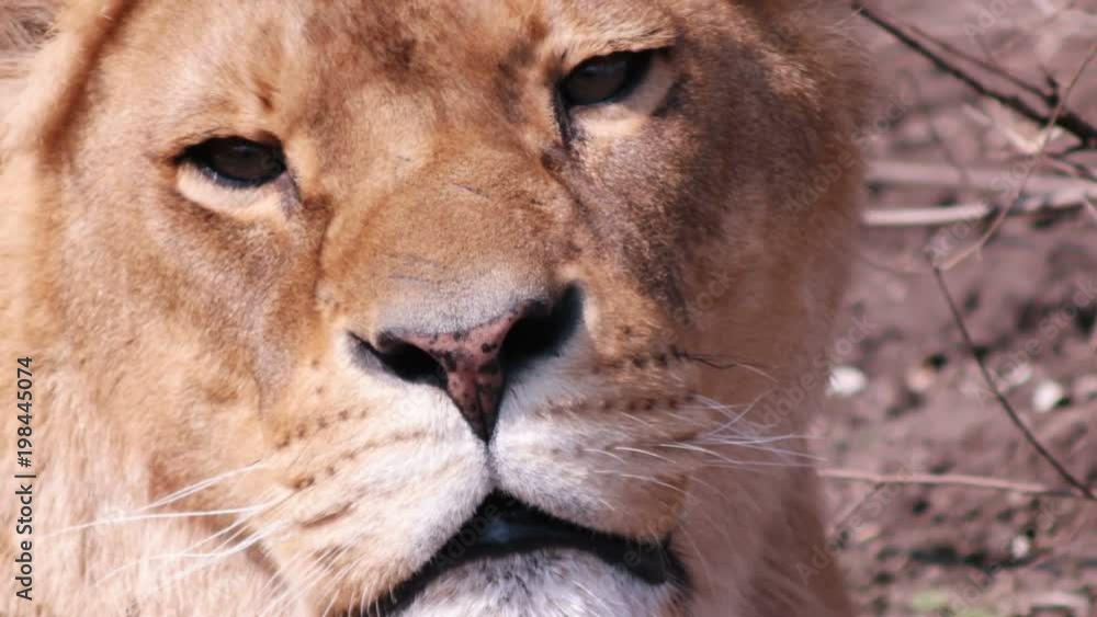 muzzle of a lioness looks muzzle of a lioness looks