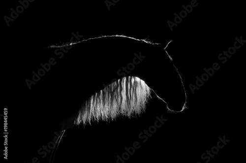 White silhouette of Andalusian horse with long mane isolated on black background