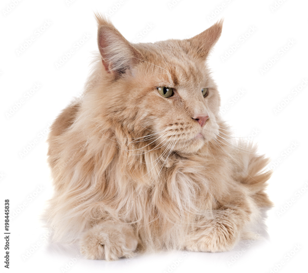 Fototapeta premium maine coon cat
