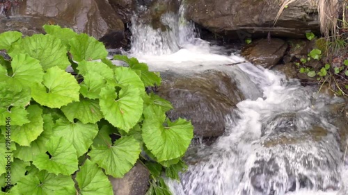 Water stream inside canyon and green platanus leaves. Flowing water in mountains with green plants growing nearby. Green leaves on rock near waterfall photo