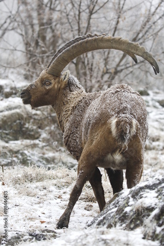 stambecco alpino (Capra ibex) © manuel