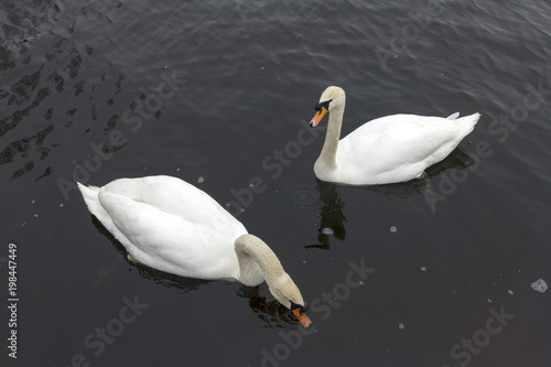 Swans at Balaton