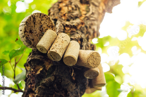 corks hanging on trunk of cork oak photo