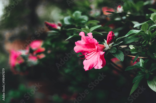 Mirabilis jalapa or The Four o’ Clock Flower in garden photo