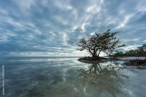 USA, Florida, Mangrove tree reflecting in silent ocean water with fluffy clouds © Simon