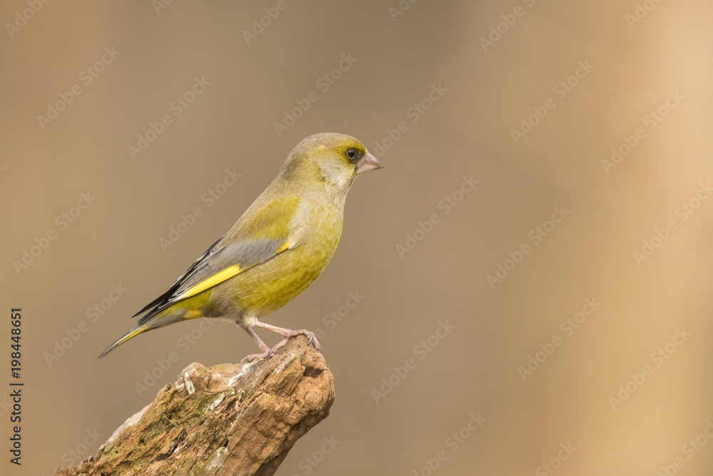 Greenfinch, Chloris chloris Greenfinch, Chloris chloris