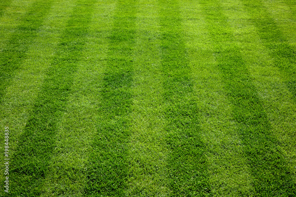 Naklejka premium Green grass cuttings on the football field.