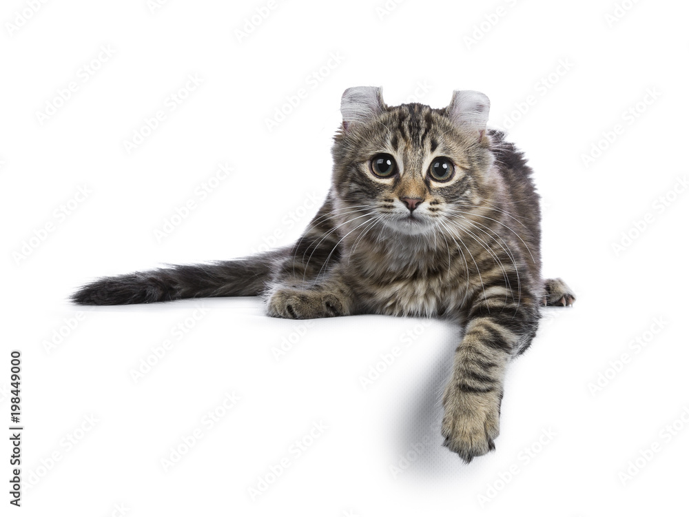 Fototapeta premium Black tortie tabby American Curl cat / kitten laying down with paw over edge looking side ways isolated on white background