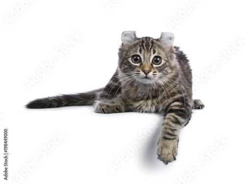 Black tortie tabby American Curl cat / kitten laying down with paw over edge looking side ways isolated on white background