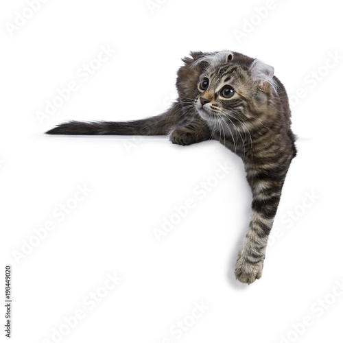 Black tortie tabby American Curl cat / kitten laying down with paw over edge looking side ways isolated on white background © Nynke