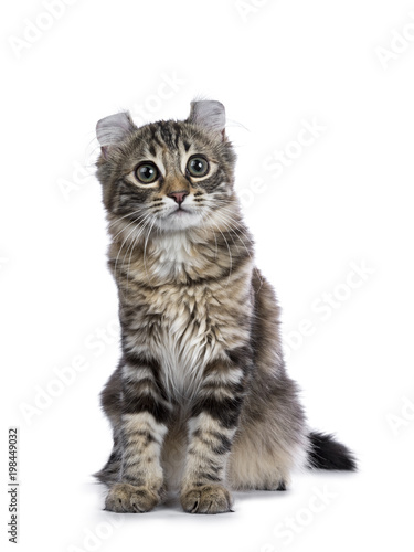 Black tortie tabby American Curl cat / kitten sitting isolated on white background © Nynke