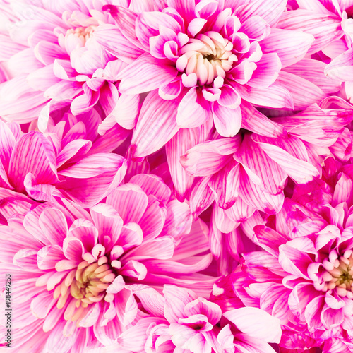 Flowers composition. Pink chrysanthemum close up. Flat lay, top view.