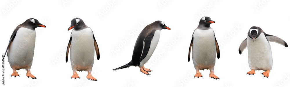Naklejka premium Gentoo pingwiny odizolowywający na białym tle
