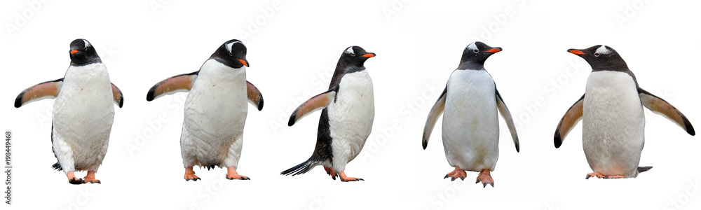 Naklejka premium Gentoo pingwiny odizolowywający na białym tle