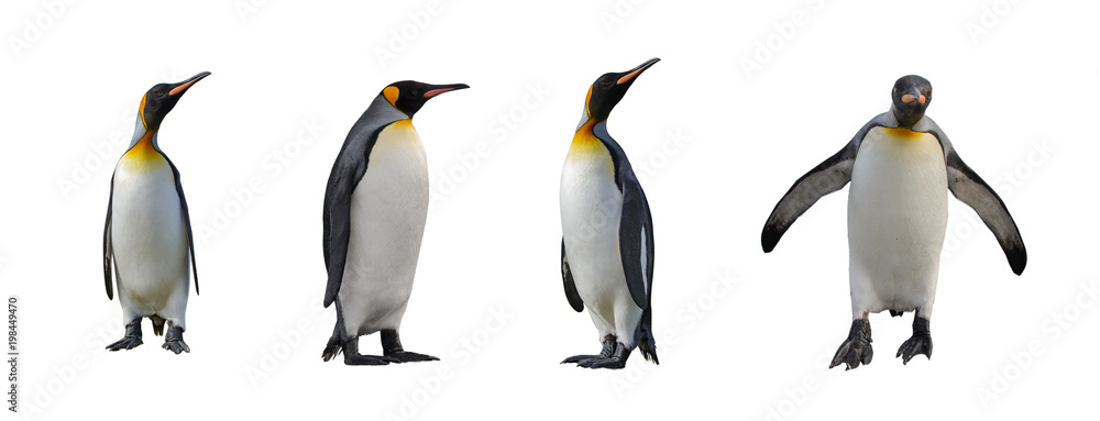 Fototapeta premium Pingwiny króla na białym tle