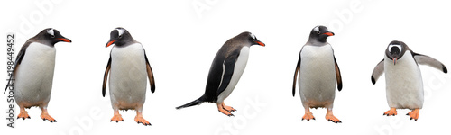 Gentoo penguins isolated on white background