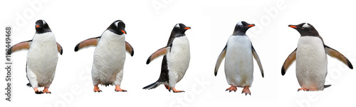 Canvas Print Gentoo penguins isolated on white background