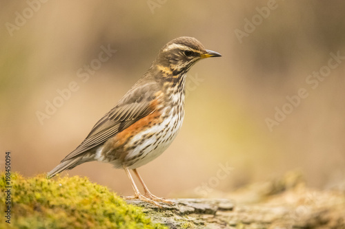 Redwing, Turdus iliacus photo