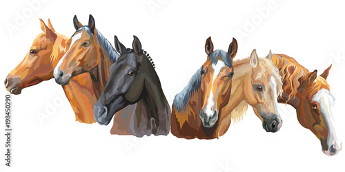 Set of horses breeds2