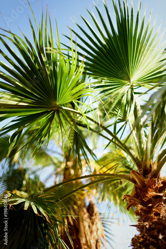 Palm trees against blue sky with sun lights. Tropical background with copysapce. Summer  holiday and travel concept with copy space.