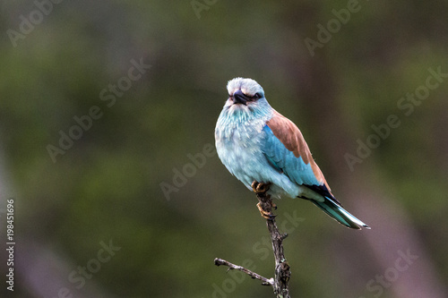 Isolated Blue Colorful European Roller Bird Perched on Branch