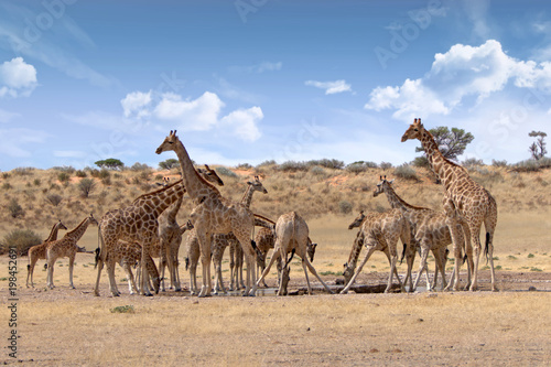 Giraffen am Wasserloch