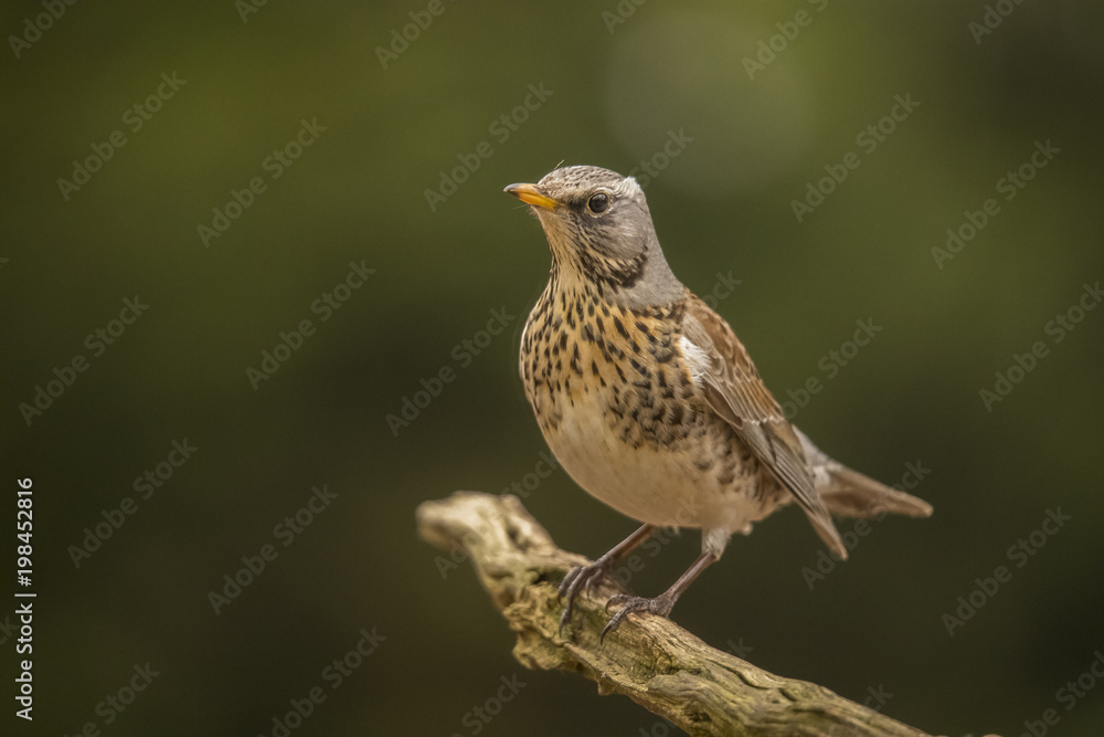 Fototapeta premium Fieldfare, Turdus pilaris