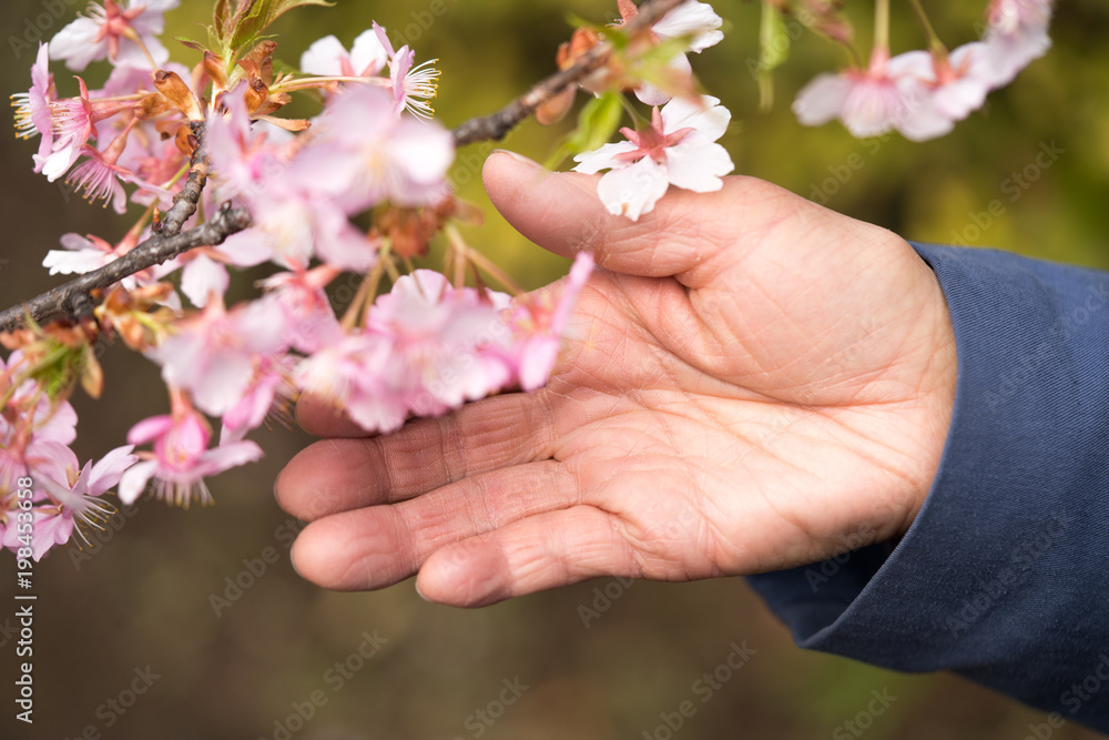 Fototapeta 花を触るシニア女性