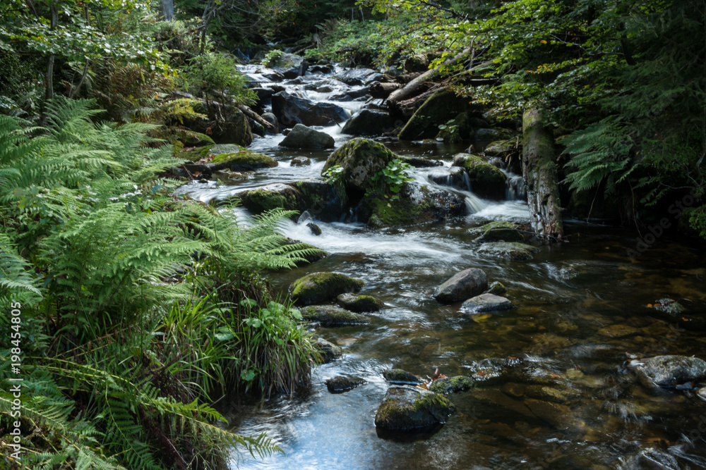 Wildbach Kleine Ohe im Bayerischen Wald Wildbach Kleine Ohe im Bayerischen Wald