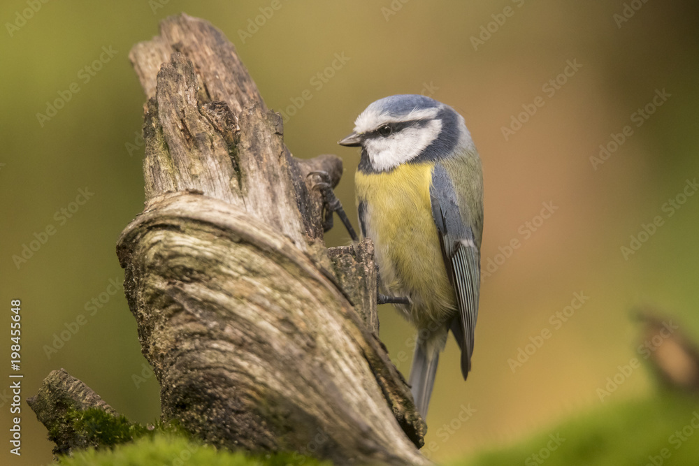 Naklejka premium Tomtit, Cyanistes caeruleus