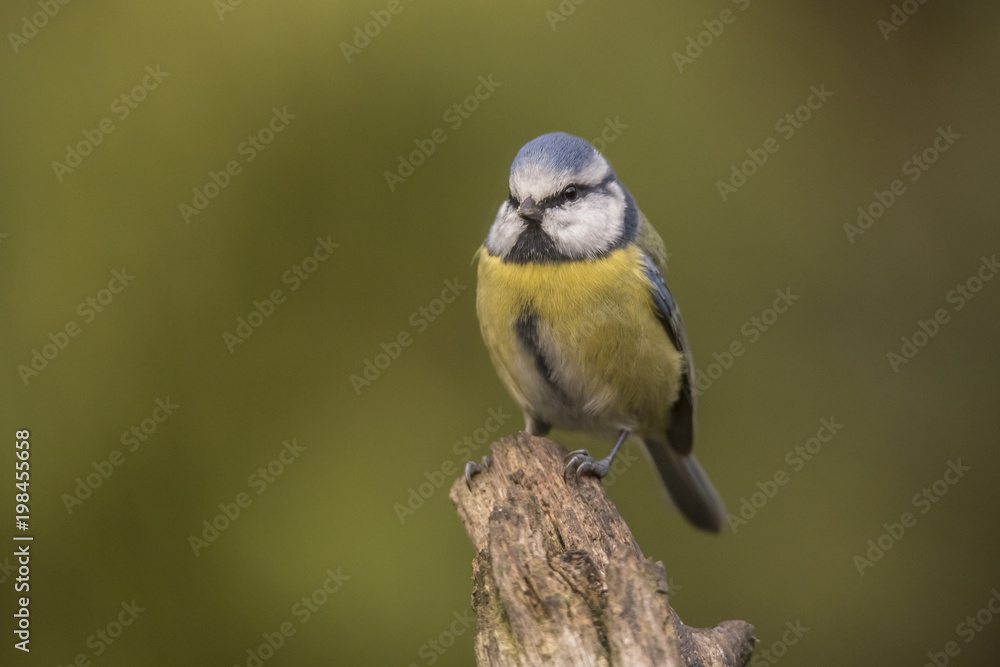 Obraz premium Tomtit, Cyanistes caeruleus