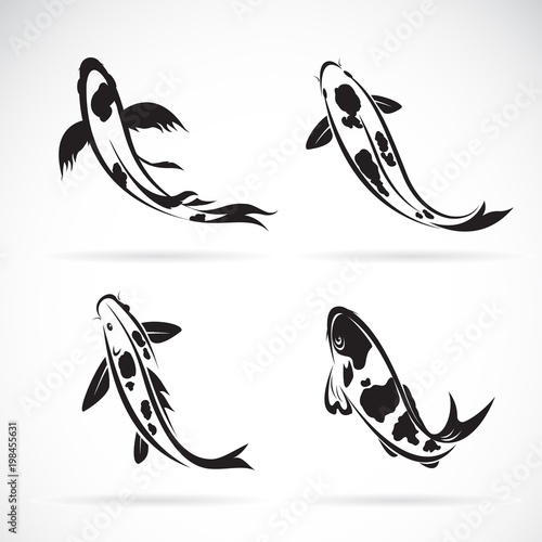 Vector of carp koi fish isolated on white background. Pet  Animal. Easy editable layered vector illustration.