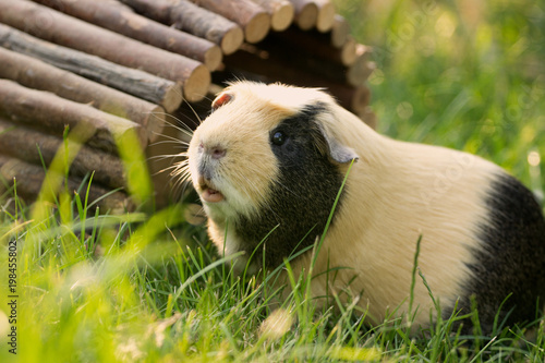 Hübsches Meerschweinchen photo