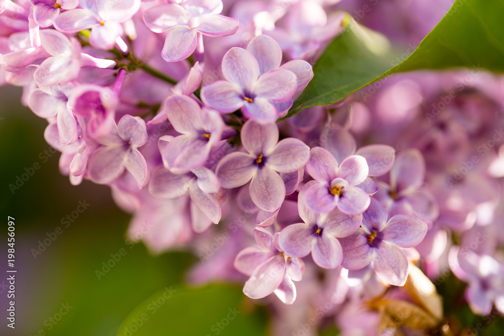 Lilac flowers on a tree in spring Lilac flowers on a tree in spring