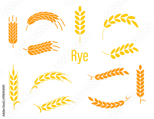 Ears of rye.