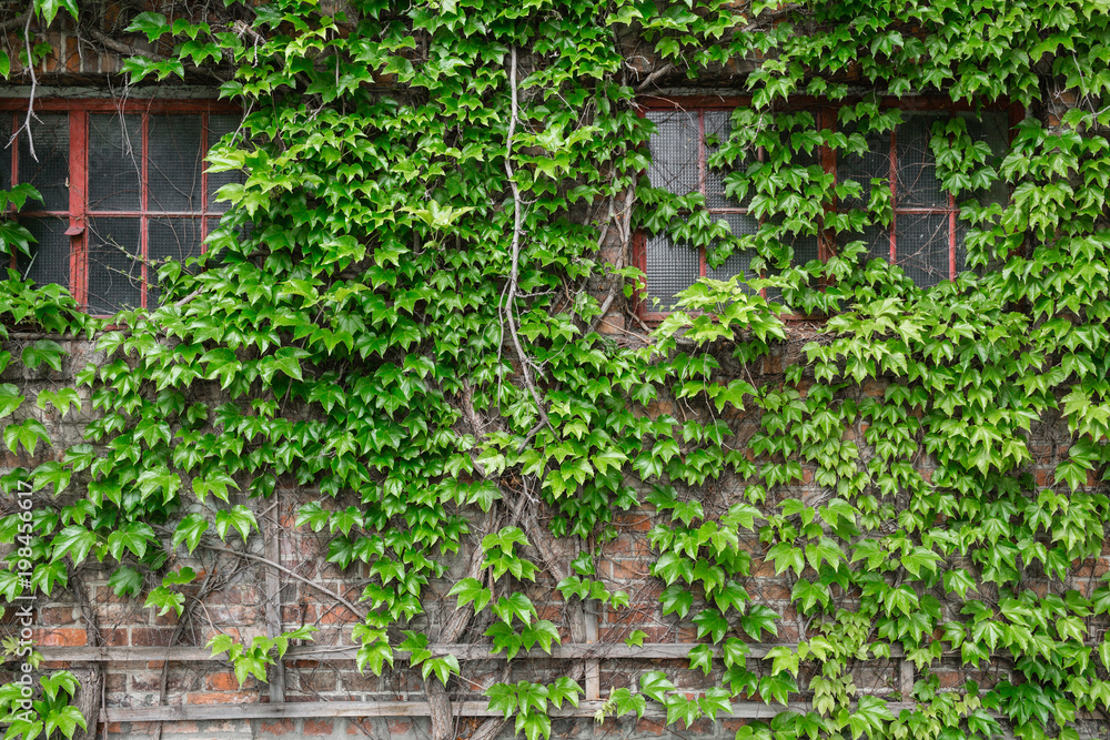 Closeup of brick wall with green ivy. Outdoor on the summer patio. Small townhouse perennial summer garden. Vienna, Austria.