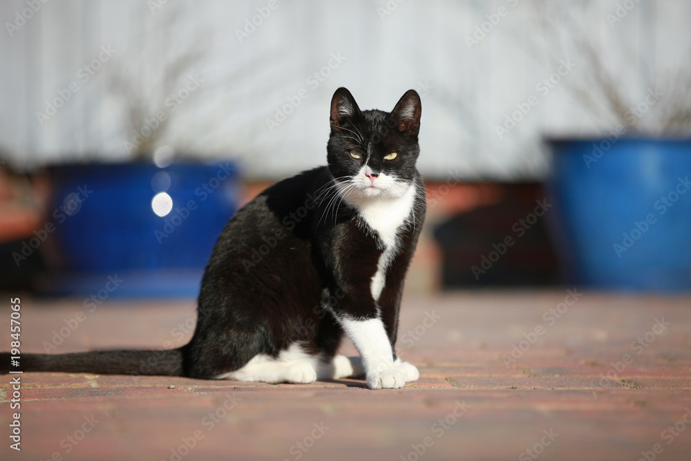 Naklejka premium schwarz-weiße Katze auf einem Hof